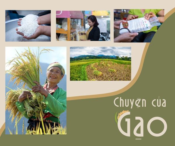 Gạo Tẻ Râu Bản Bướt – Hương vị núi rừng Tây Bắc